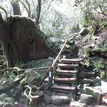 もののけ姫の森 (苔むす森)