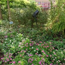 花もきれいに咲いています