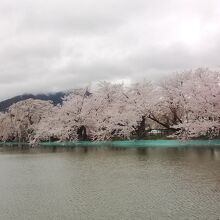 竜ケ池沿いの桜