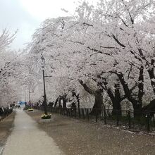 臥竜公園の桜並木