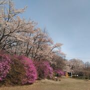 桜を見に行きました。