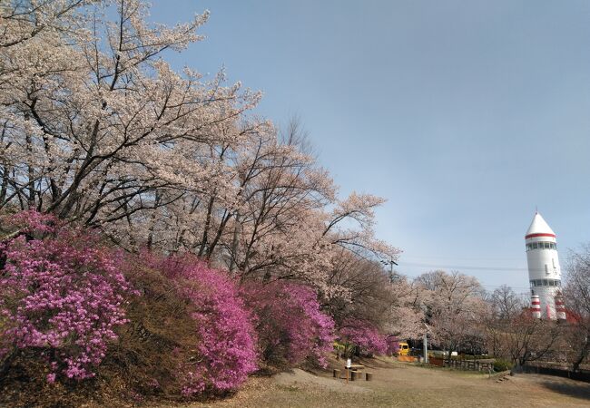 桜を見に行きました。