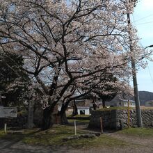 桜が綺麗でした。