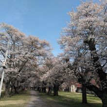 桜並木が綺麗です。