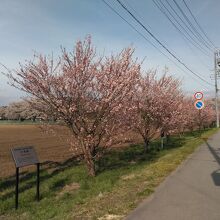 近くの十月桜の並木です。