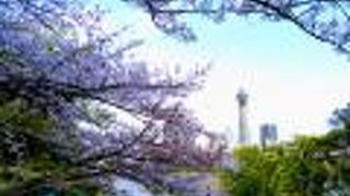 美術館の前は桜がきれいでした。