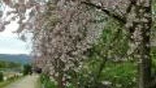 川沿いの桜の名所