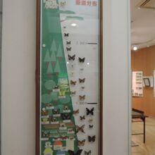 蝶の縦長の展示は珍しい