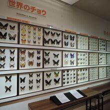 蝶の標本は圧巻