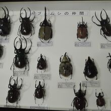 かぶとむしの展示