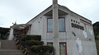 蝶の標本は圧巻