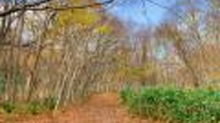 千歳駅から車ですぐの広大な敷地の公園。　11月初めは既に紅葉は終わってました。