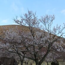 大室山を背景にした桜