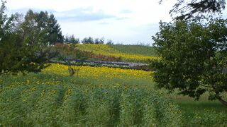 北海道の絶景巡りのドライブコースとして有名な美瑛町にあるヨーロッパの田園地帯にいるような美しい景色