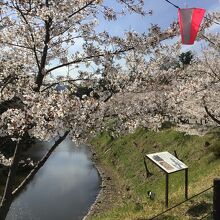 堀と、桜