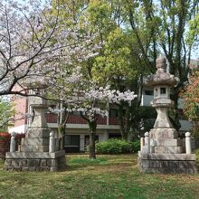 近くで桜が咲いていました。気持ちを穏やかにしてくれます