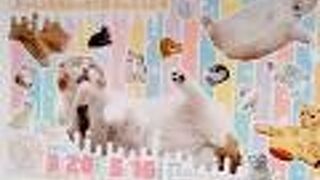 ねこ休み展 in お台場