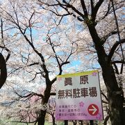 桜の開花時期は南アルプスの残雪を背景に最高のロケーション