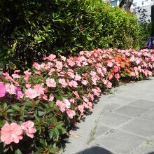 園内には色んな花が植えられていました