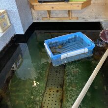 イカのいない生簀