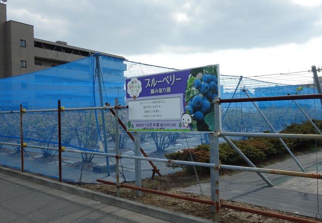 ブルーベリーの果樹園
