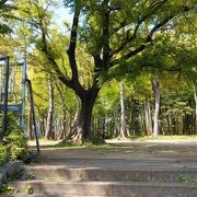 美しい竹林のある公園