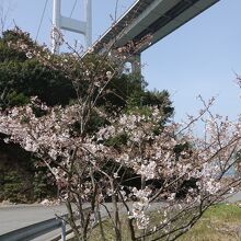 馬島から見た来島海峡大橋と桜