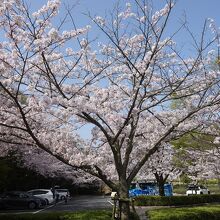 駐車場の桜が満開