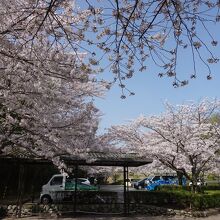 駐車場の桜が満開