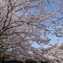 桜が満開でした