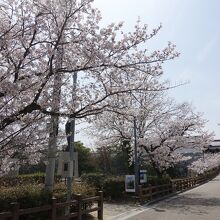 鉄御門に続く桜