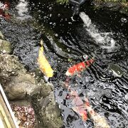 花園池に泳ぐ鯉