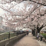 ４キロ続く桜並木