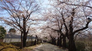 斎藤茂吉記念館がある公園