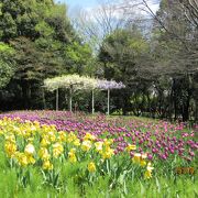 大和駅から近い花の溢れる美しい公園。