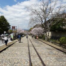 インクライン桜並木