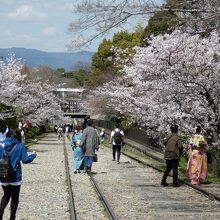 インクライン桜並木