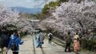美しい傾斜鉄道跡の桜並木