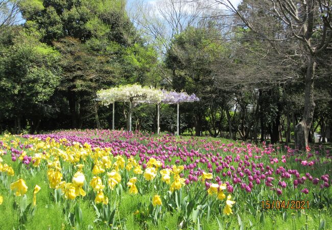 大和の公園 植物園 クチコミ人気ランキングtop フォートラベル 神奈川県
