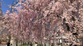 速報    満開！喜多方 日中線しだれ桜 2021/4/15