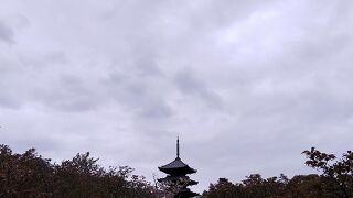 仁和寺の御室桜