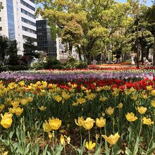 色鮮やかなチューリップ