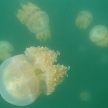 湖に入ると無数のゴールデンジェリーフィッシュが！