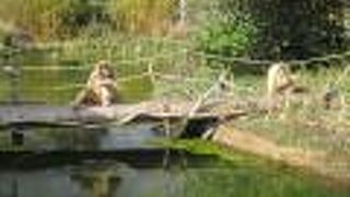 お猿さん好きにはたまらない