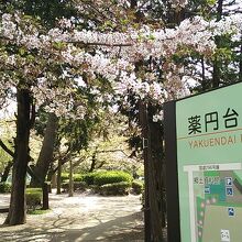 やや散り始めの時期でした（園内地図に桜の場所が記されてます）