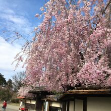 茶室麟閣の枝垂れ桜