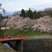 午後の日に映える廊下橋と二の丸のお堀沿いの桜