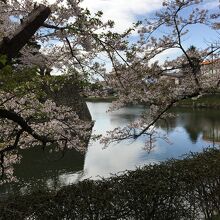 お堀の桜