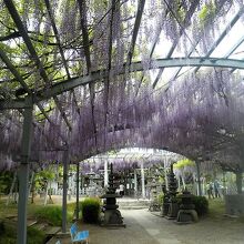 藤棚が見事です