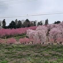 周囲の山々の桜